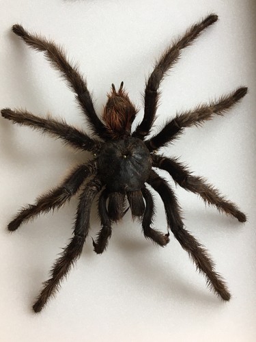 Araignée mygale brésil - araignée,