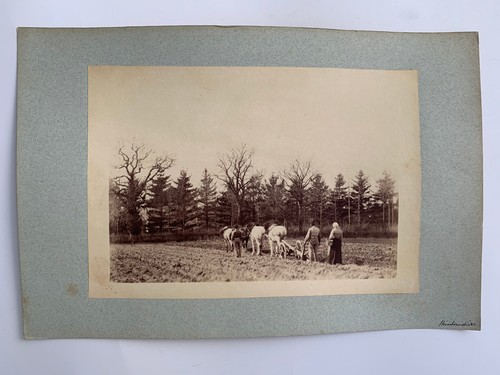 Photo albumine labourage - labourage, a