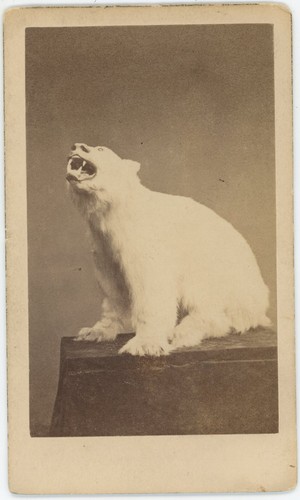 Cdv circa 1865 ours - 1865., blanc