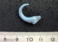 KEC15 TETE 1CO ENFANT DU CHAOS SPAWN WARHAMMER 40K BITZ