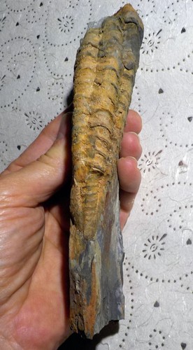 Neseuretus tristani ordovicien - tristani,