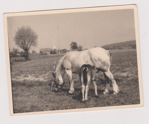 Photo ancienne jument - 🎞️,