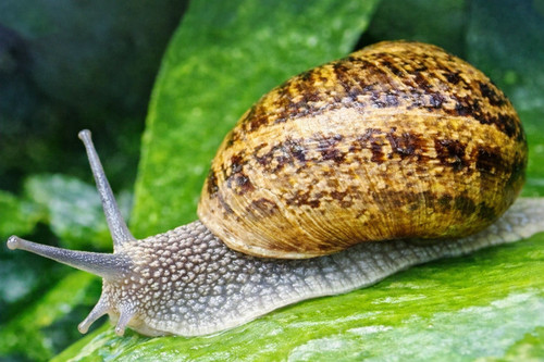 Coquilles escargots - 60, d'escargots