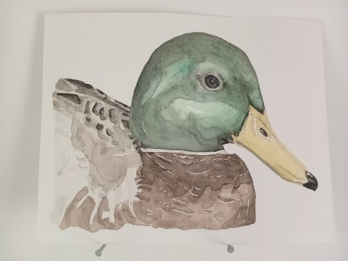 Canard colvert aquarelle - canard,