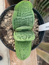 Gasteria armstrongii