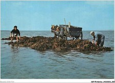 AKPP8-0707-METIER - GOUVILLE SUR MER - RAMASSAGE DE LICHENS