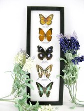 5 papillons - taxidermie cadre exotiques réel - une beauté unique Naturalise h47