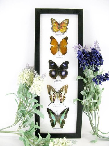 Papillons taxidermie cadre - 5,