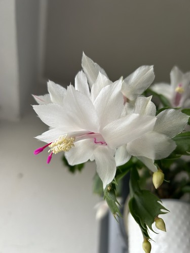 Bouture schlumbergera truncata - bouture,