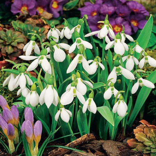 Bulbes perce neige - bulbes,