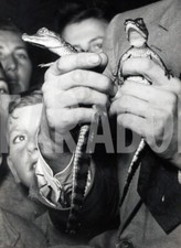 Photo de presse vintage Animaux Alligators Chiots Répartiteurs Multiséries