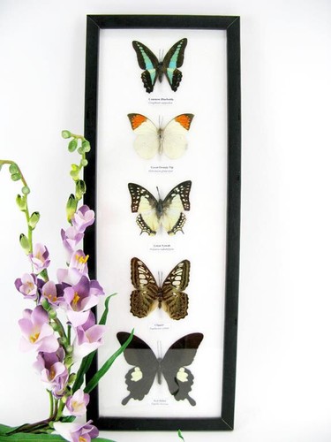 Papillons taxidermie cadre - papillons,