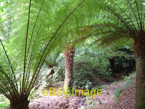 Photo 6x4 tree - 6x4, ferns,