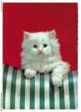 ASHP3-0158-CHAT - CHATON PERSAN BLANC