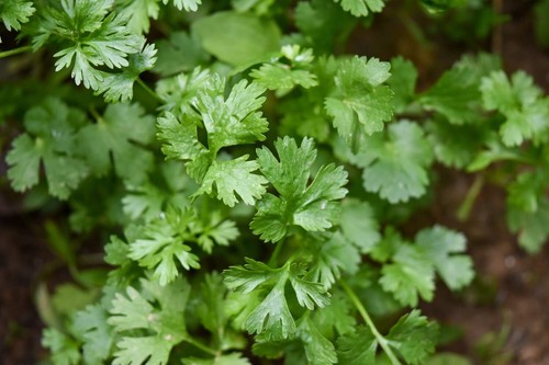 Lot graines de coriandre - 50,