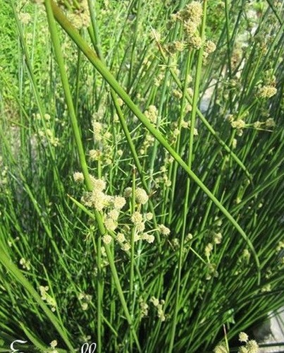 Jonc glauque juncus - ♫, glauque, juncus
