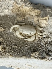 Crabe Fossile Potamon De Collection 