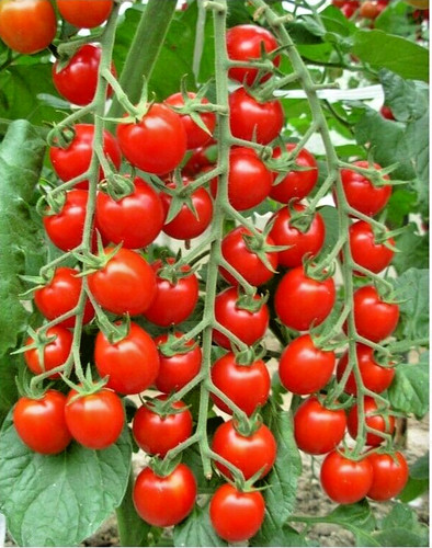 Graines tomates groseille - 12,