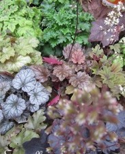 ♫ HEUCHERE 'Variétés Mélangées' ♫ Graines ♫ Plante Mellifère Ornementale, Vivace