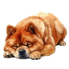 3 x autocollants Chow Chow