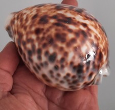 curiosité , taxidermie