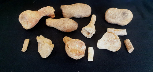 Fossile lot morceaux d - fossile, d'os