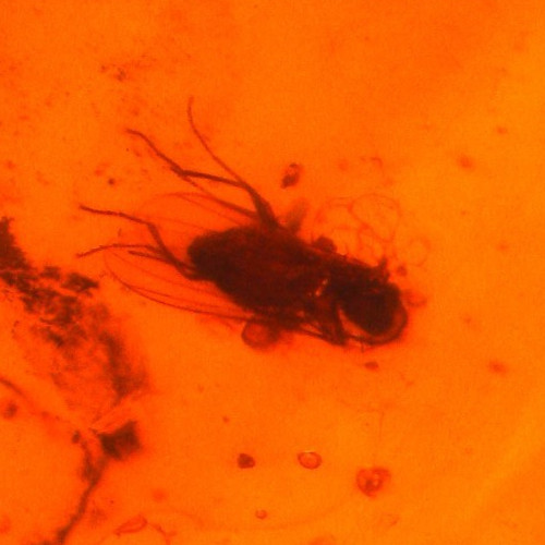 Ambre avec coléoptère - ambre, de