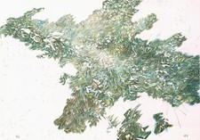 Henri Cueco, Estampe, Le