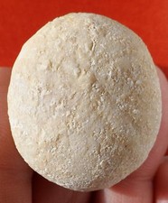 OURSIN FOSSILE DE CHARENTE 