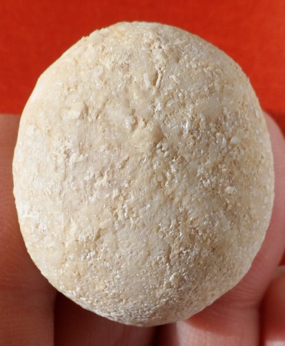 Oursin fossile charente - de,