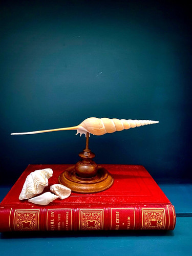 Coquillage tibia fusus sur - coquillage,
