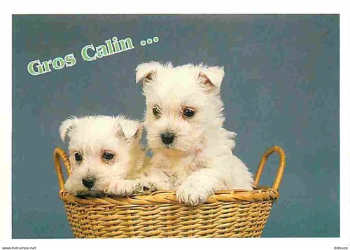 Carte postale animaux - -,