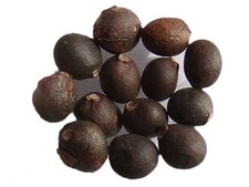 Sauge Officinale - Salvia Officinalis L. - Sage - SEM02