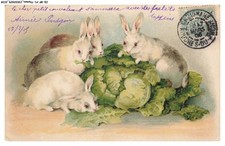 CD-BFP1-1118-ANIMAUX - Lapins