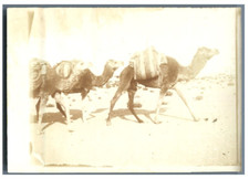 Egypte, Caravane de chameaux