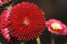 20 graines PAQUERETTE