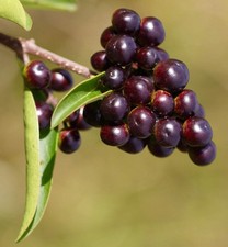 Ligustrum vulgare | Common