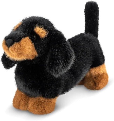 Aurora borealis koda dachshund - borealis,