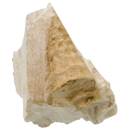 Coquillages turritelle fossile