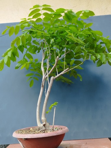 Bonsaï glycine cm - 70, en