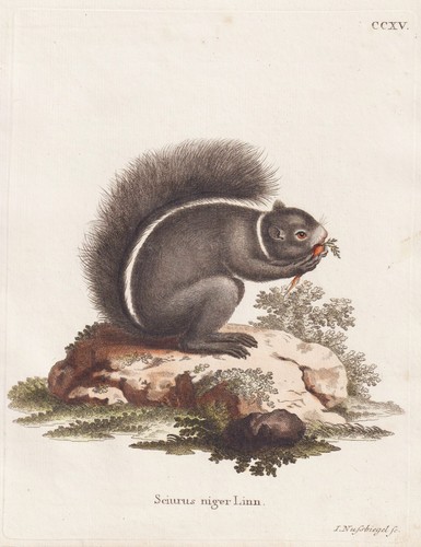 Fuchshörnchen écureuil fox - Écureuil,