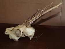 Ancien crâne chevreuil ( 16 cm de long - corne 18.5 cm )