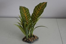 Terrarium Vivarium Large Tropical Canopée Plante 11 x 8 x 30 CM Reptiles Frogs