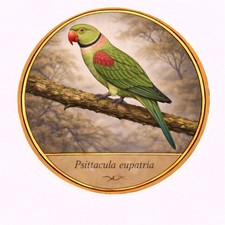 Autocollant sticker oiseau