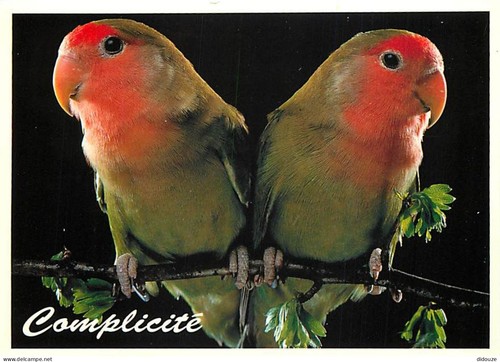 Carte postale animaux - carte,