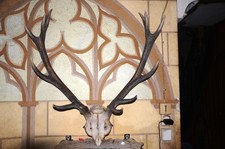 bois de cerf 11 cors avec crane