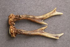 Paire de bois de chevreuil –