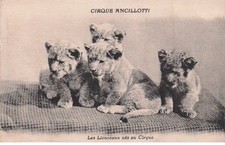 CIRQUE  Cirque ANCILLOTTI   " les Lionceaux nés au cirque "