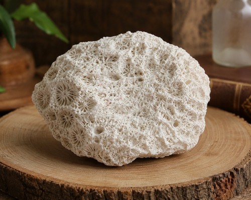 Corail fossile naturel - corail,