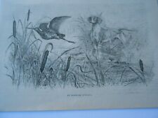 Gravure 1885 -  Chasse chien de chasse en bordure d'étand